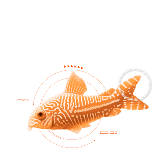 Peixe 2
