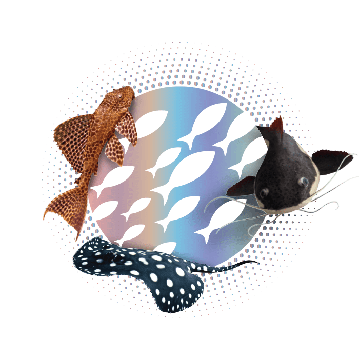 Poytara - Colors Monsters Sinking Black Line - Alimentação para Peixes