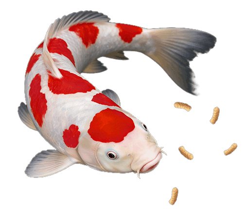 Ilustração Carpa KOI Essentials