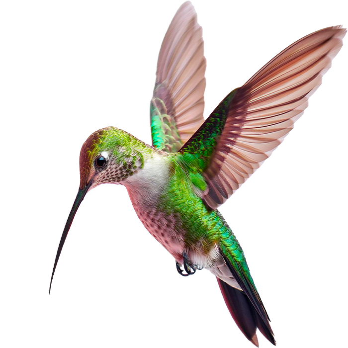 Ilustração Beija Flor