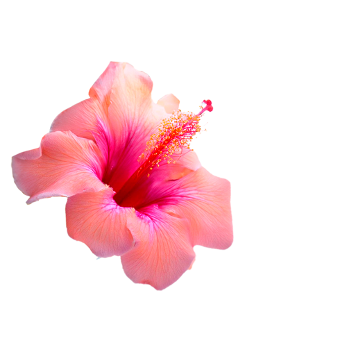 Ilustração Nectar Beija Flor